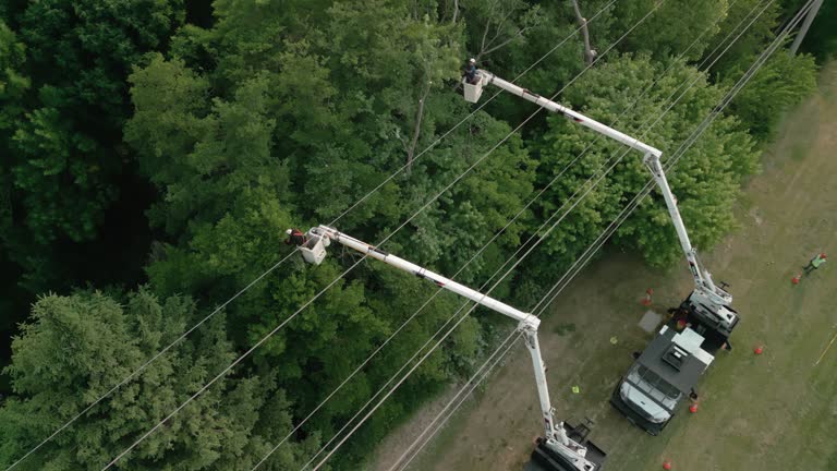 How Our Tree Care Process Works  in  Adrian, MI