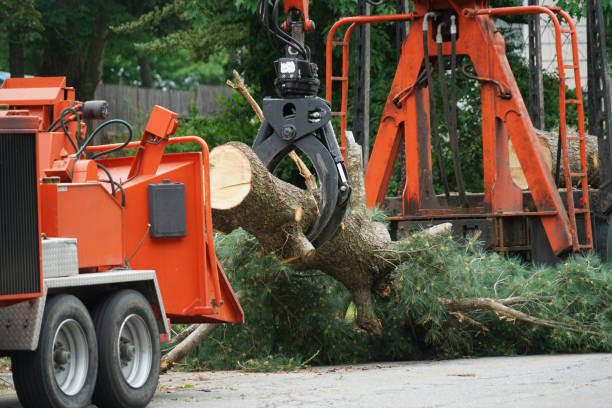 Reliable Adrian, MI Tree Removal Solutions